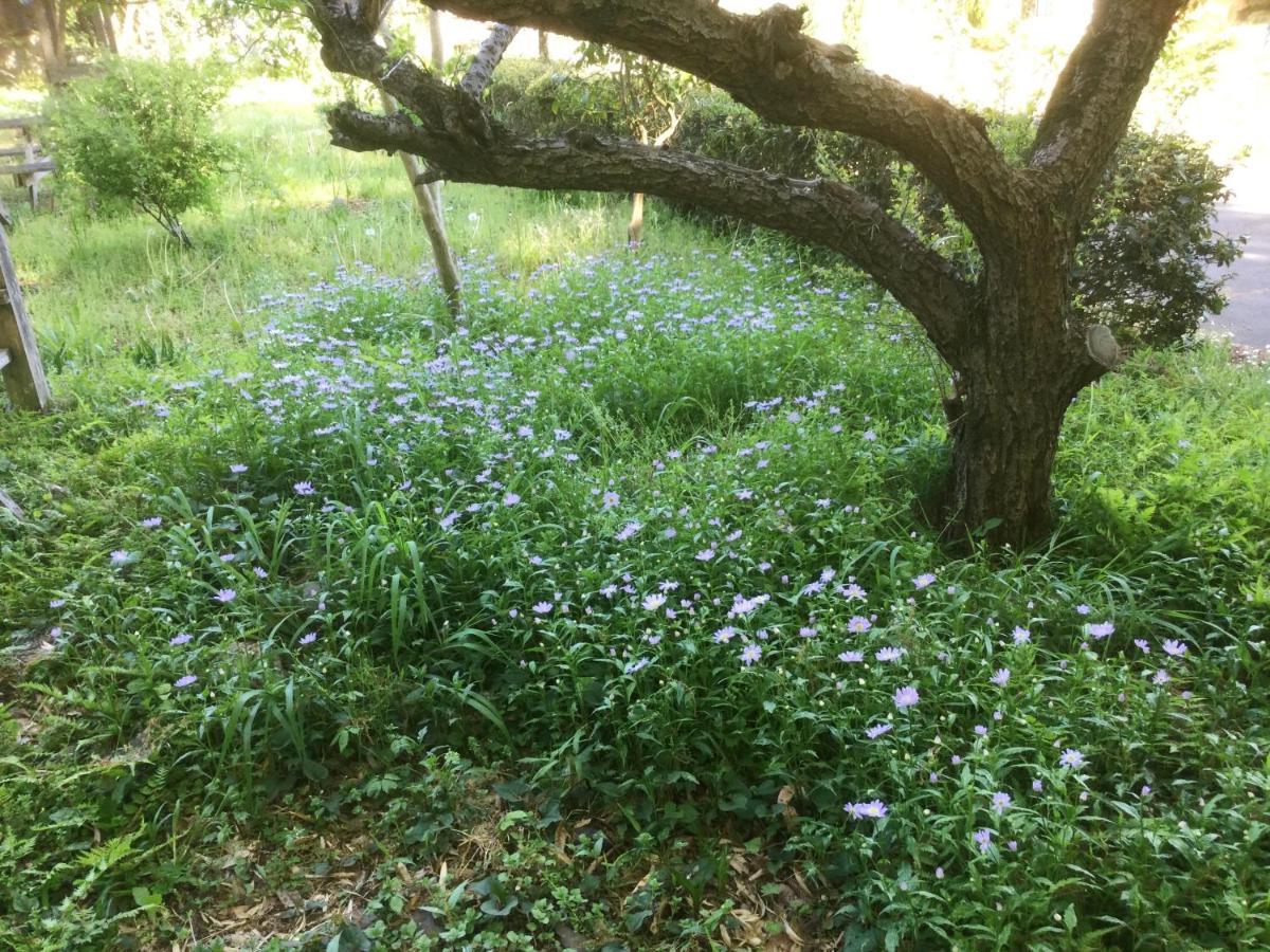 לינה וארוחת בוקר Morino Garden Mashiko מראה חיצוני תמונה