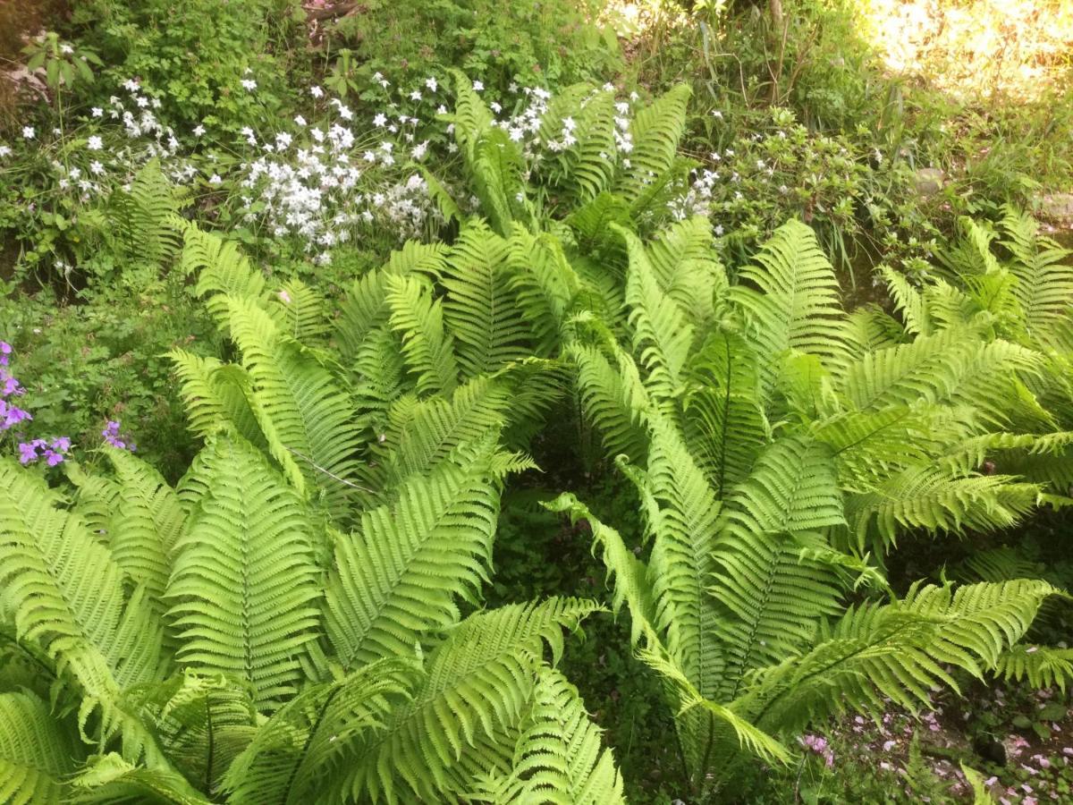 לינה וארוחת בוקר Morino Garden Mashiko מראה חיצוני תמונה